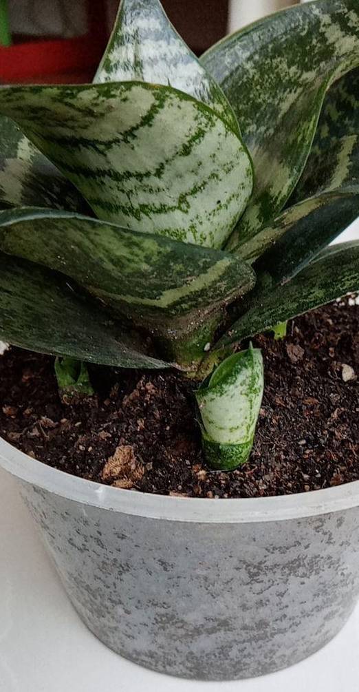 多肉怎么施肥磷酸二氢钾 21b15ce428874a95be4620295a994e23.jpeg