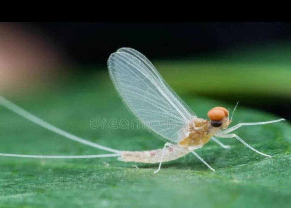 刘超|鹿门诗苑／刘超诗选