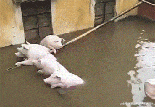 搞笑gif:还矜持什么,老娘都是你的人了!