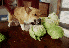 b3ae12fb48ae4f46ab2c64fde62eebe5.gif