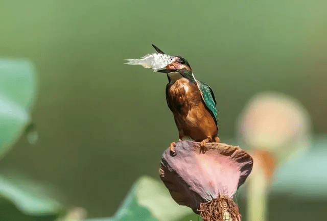 组图:荷花艳艳,翠鸟捕鱼,舌尖上的美食