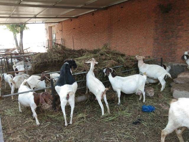 50dfb09f762d4c91b4650a77e3e36e99.jpeg