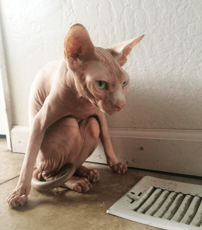 怎么样才可以让猫不打碎镜子 c17d79d33423479eb09b3f0b1d44b053.png