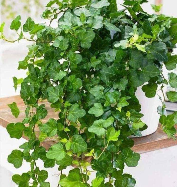 适合在家里养的四季常绿的植物 0911041c267a4b37a349539af47b3efb.jpeg