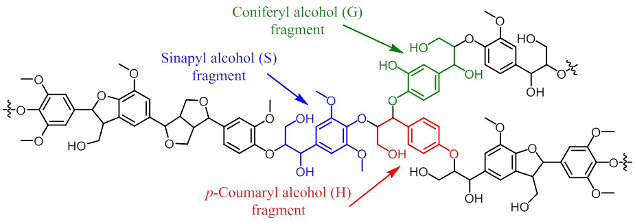 木质素可以分为3种类型(1 s-木质素:由紫丁香基丙烷结构单体聚合而