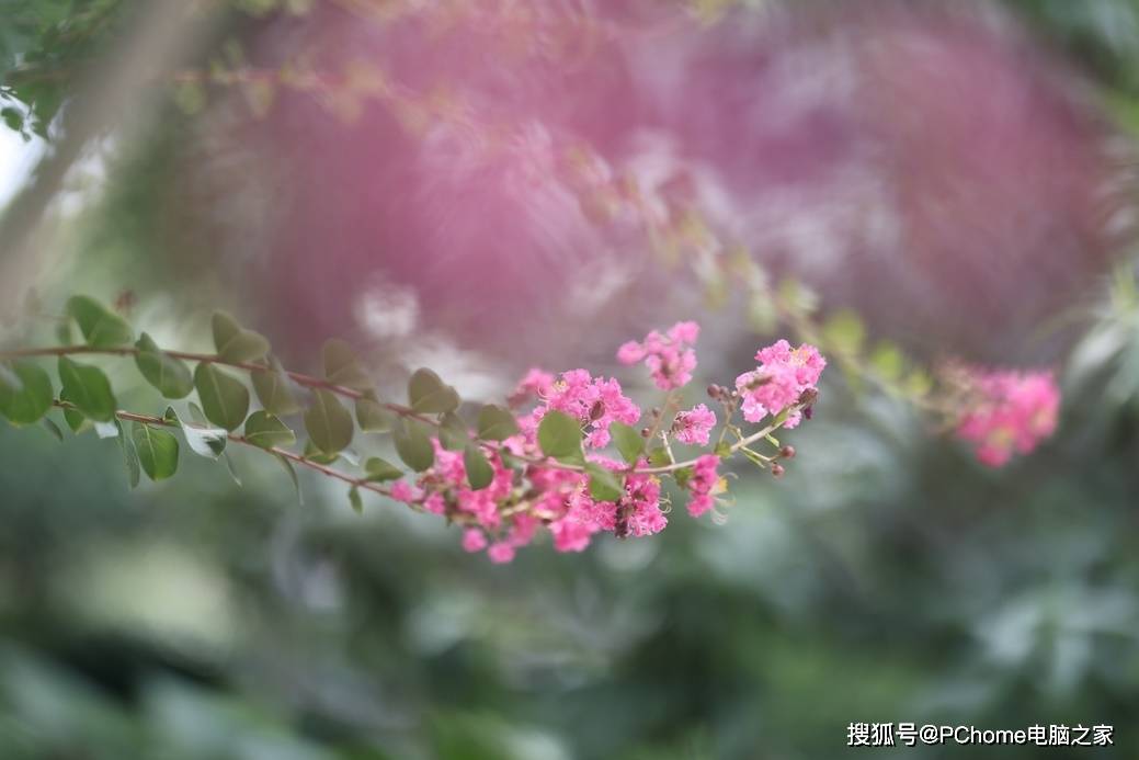 画幅|新一代全画幅专微旗舰 佳能EOS R5评测