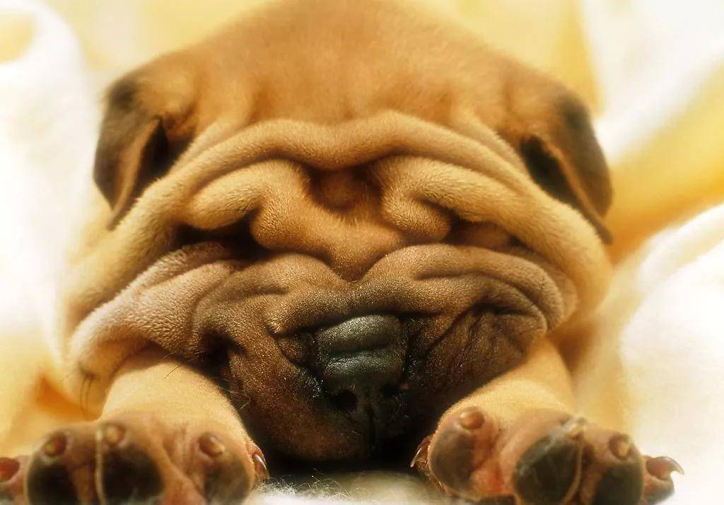 网友|高圆圆复出有点坎坷，产后1年首次亮相网友们为这生图吵翻天！