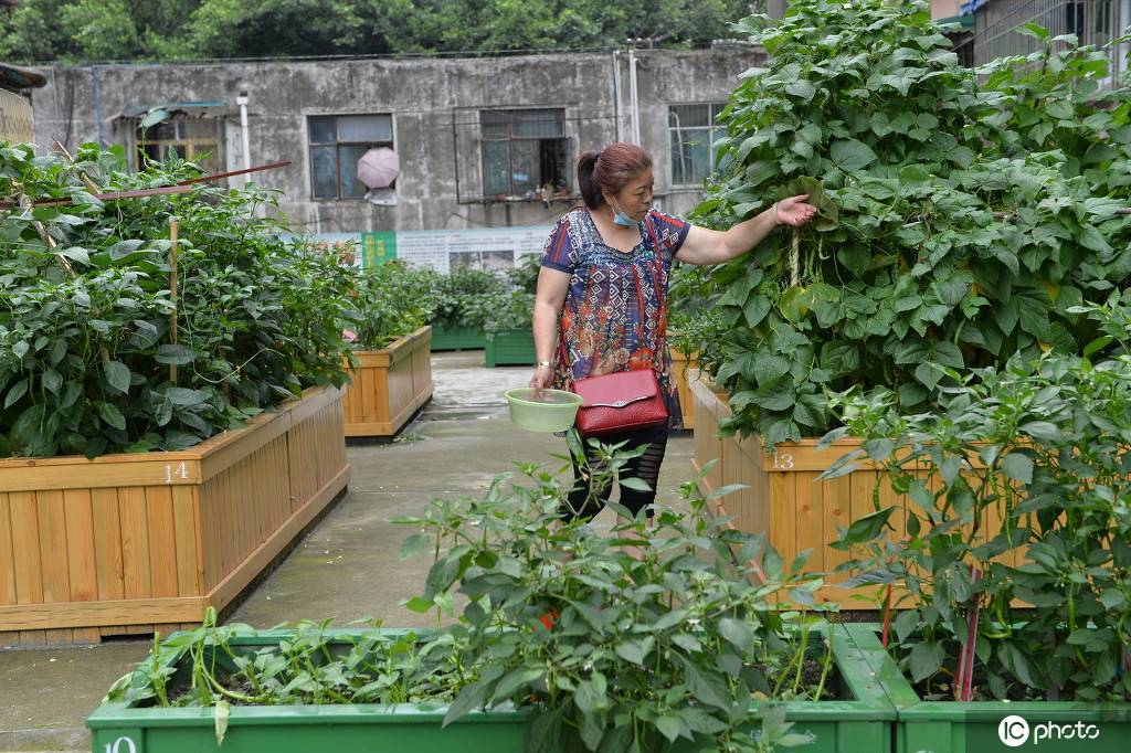 成都一社区打造空中菜园 居民施肥种菜体验农活