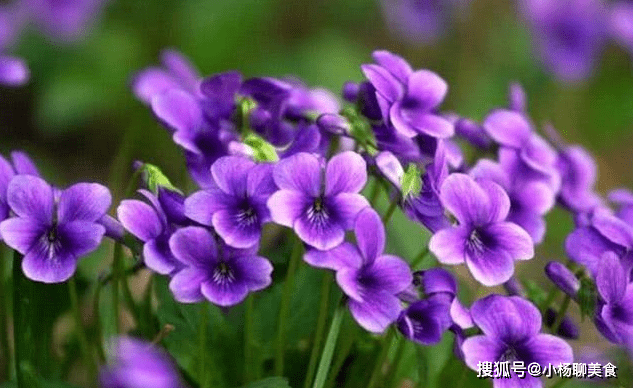 用紫花造句