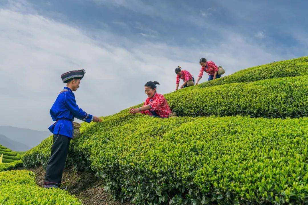 一片茶叶撑起一片天—茶产业成为恩施州农民奔小康的新引擎