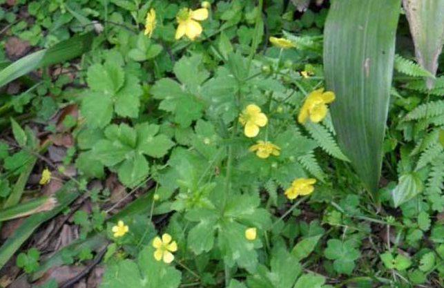 猫爪草长在哪个地方 06416ab105984a248d3ebeeee6a30ce3.jpeg