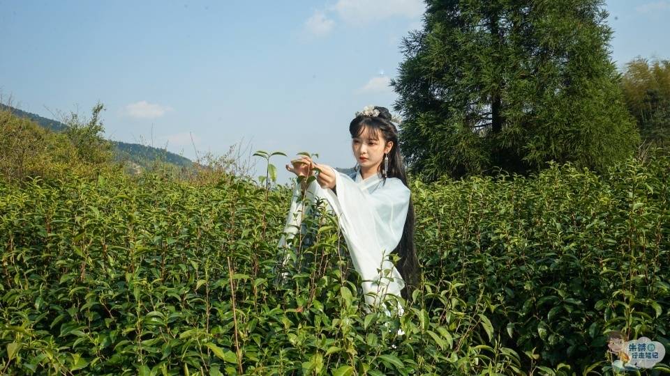 红楼梦|茶叶中被“黑”最惨的茶，在四大名著《红楼梦》中直接被贾母嫌弃