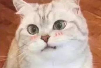 双手合十打一生肖 9f95c61650914747a5c9fb255ae50f28.jpeg