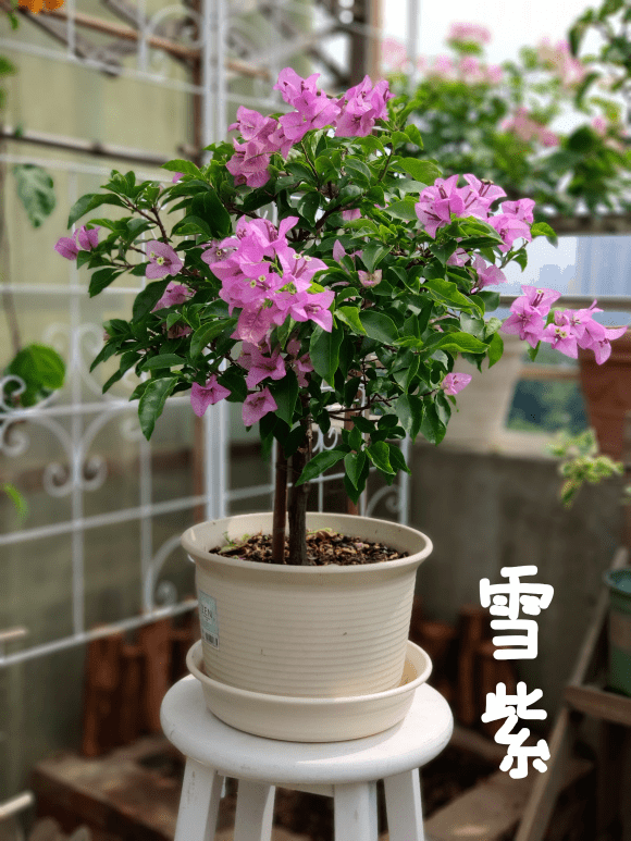 原创20平的小楼顶,养了100多盆三角梅,花团锦簇美不胜收!