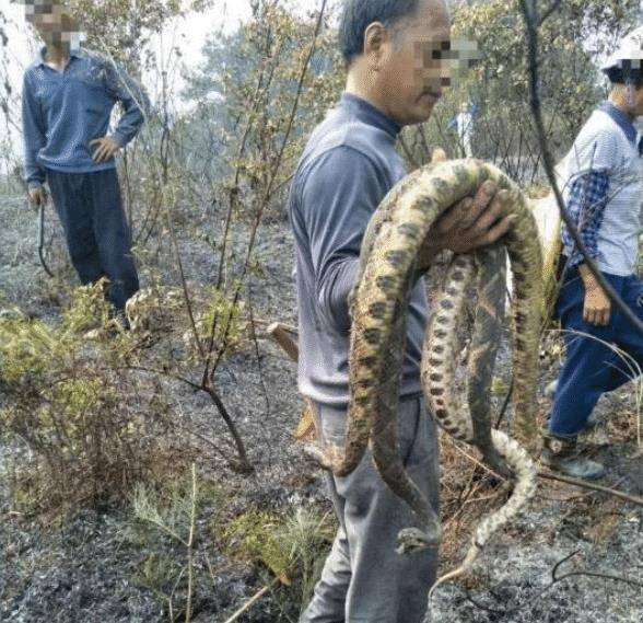 中国最大的成年野生五步蛇一般有多重?这个头就问你怕