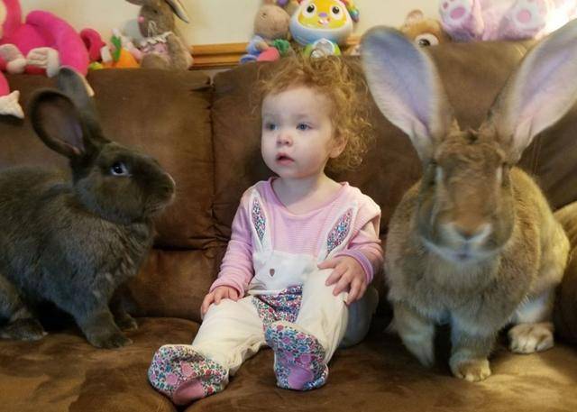 女子养了两只兔子,体型竟超几个月大的婴儿 这体型认真的吗