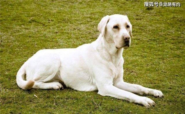 拉布拉多智商排名_黑色拉布拉多智商排名