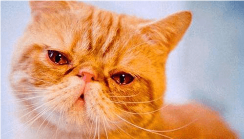 猫咪怎么才能不流眼泪 432c504d79de4673b721cc34e99651ab.png