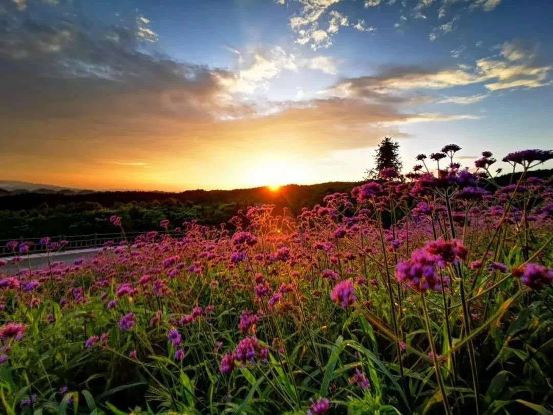 走进神秘的北纬30°风景线上,感受野三关森林花海的魁