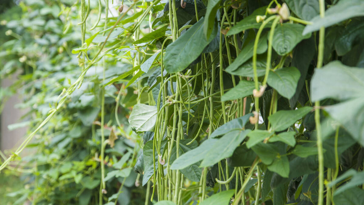 原创秋豆角是几月种植,如何才能种好秋豆角?看看老农的经验