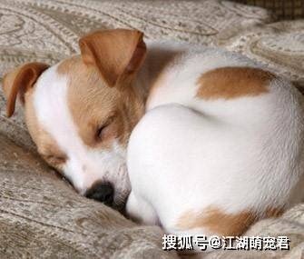 狗狗“睡觉”的八个秘密，说明你在它心目的重要位置 (图1)