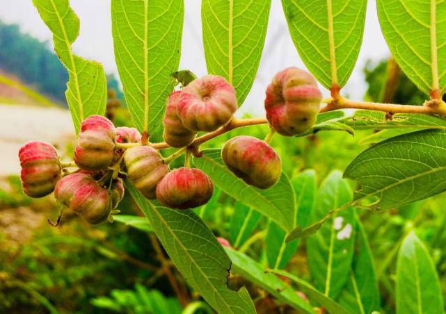 在农村这种植物被称为“小南瓜”农民砍伐老中医却当宝南瓜科普小