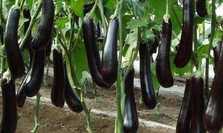 美容|美容养生、延缓衰老，早吃早健康！对身体很好的3种食物