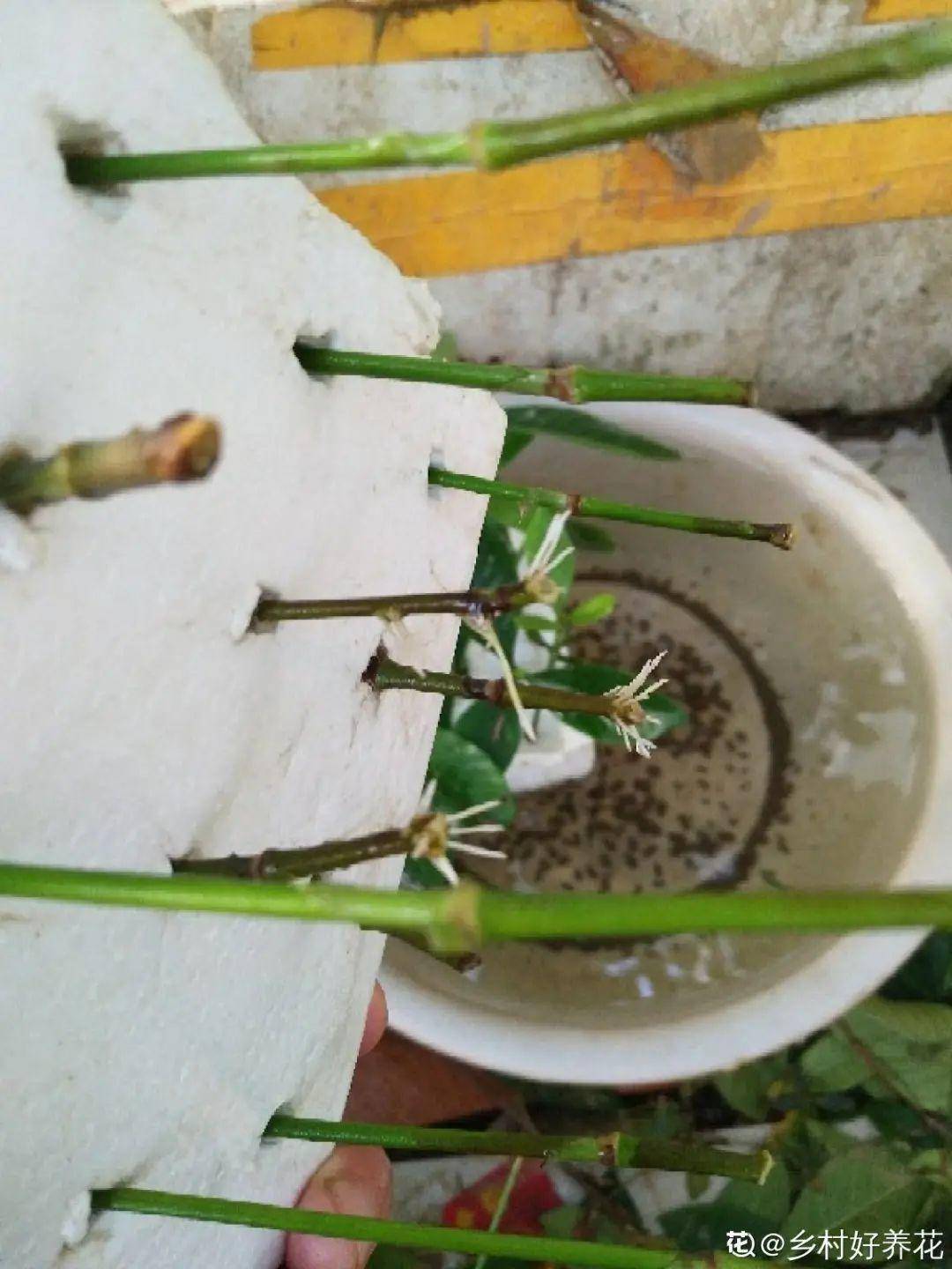 4dad7ba8630342af8e49adbe6861bde7.jpeg