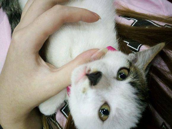 花猫是几声 6e7b1e3326ca4608a81d4710a0955558.jpeg
