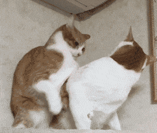 ecb5523d89ab4adea2ab3a5207dab9b3.gif