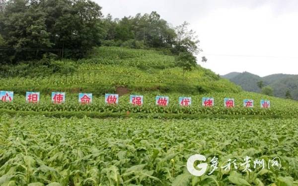 杉木村人口_杉木桥乡小水村图片