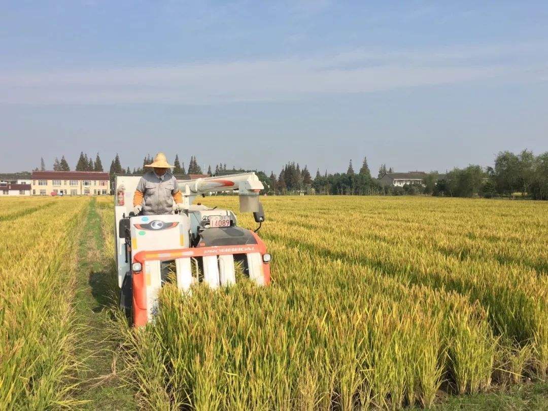 产粮|我国粮食总产量世界第一，为何还需大量进口粮食？无法自给自足？
