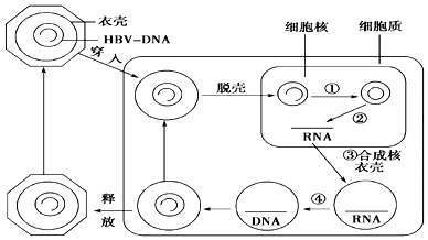 乙肝新药研发结果积极，衣壳调节剂回顾中，RNAi沉默HBVRNA转录物