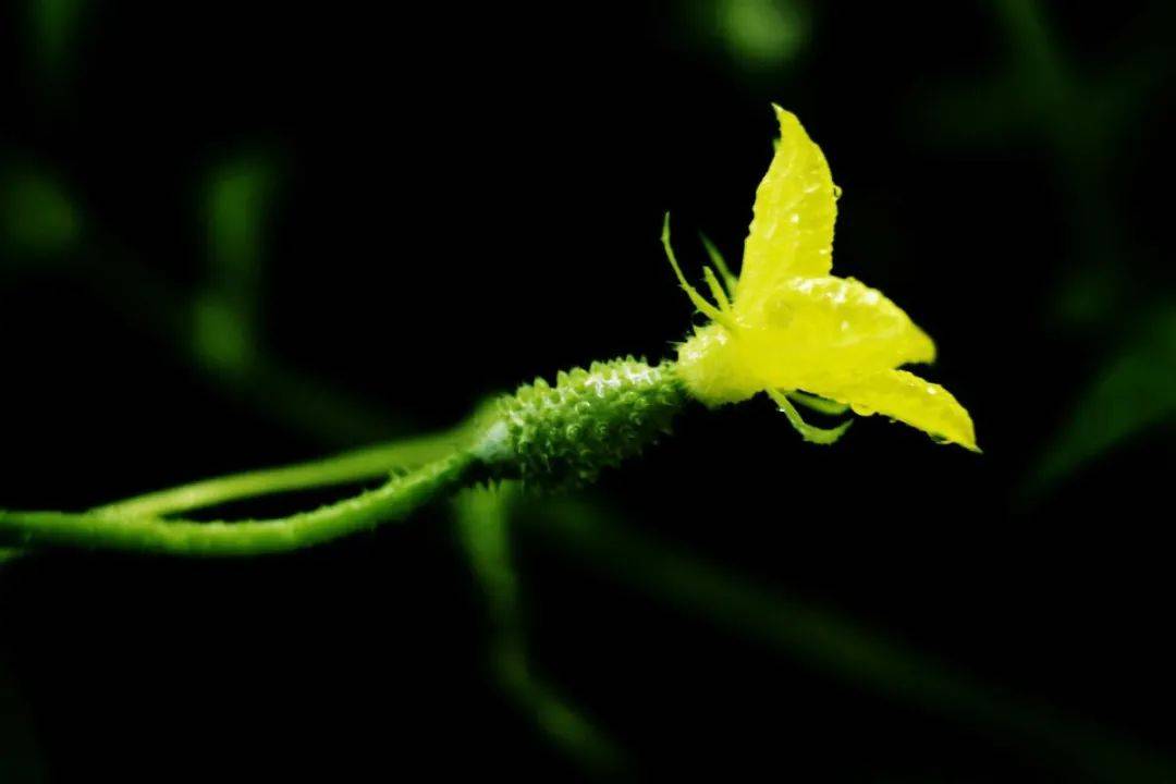 喜马拉雅|喜马拉雅会员节“1拖12”：隐秘的力量在释放