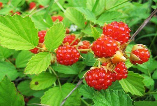 树莓的功效与作用能吃吗 74706ae637ba4acfb7099df7d288ab56.jpeg