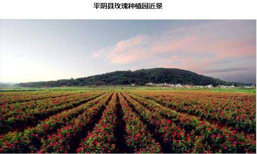 半亩什么成语_成语故事简笔画