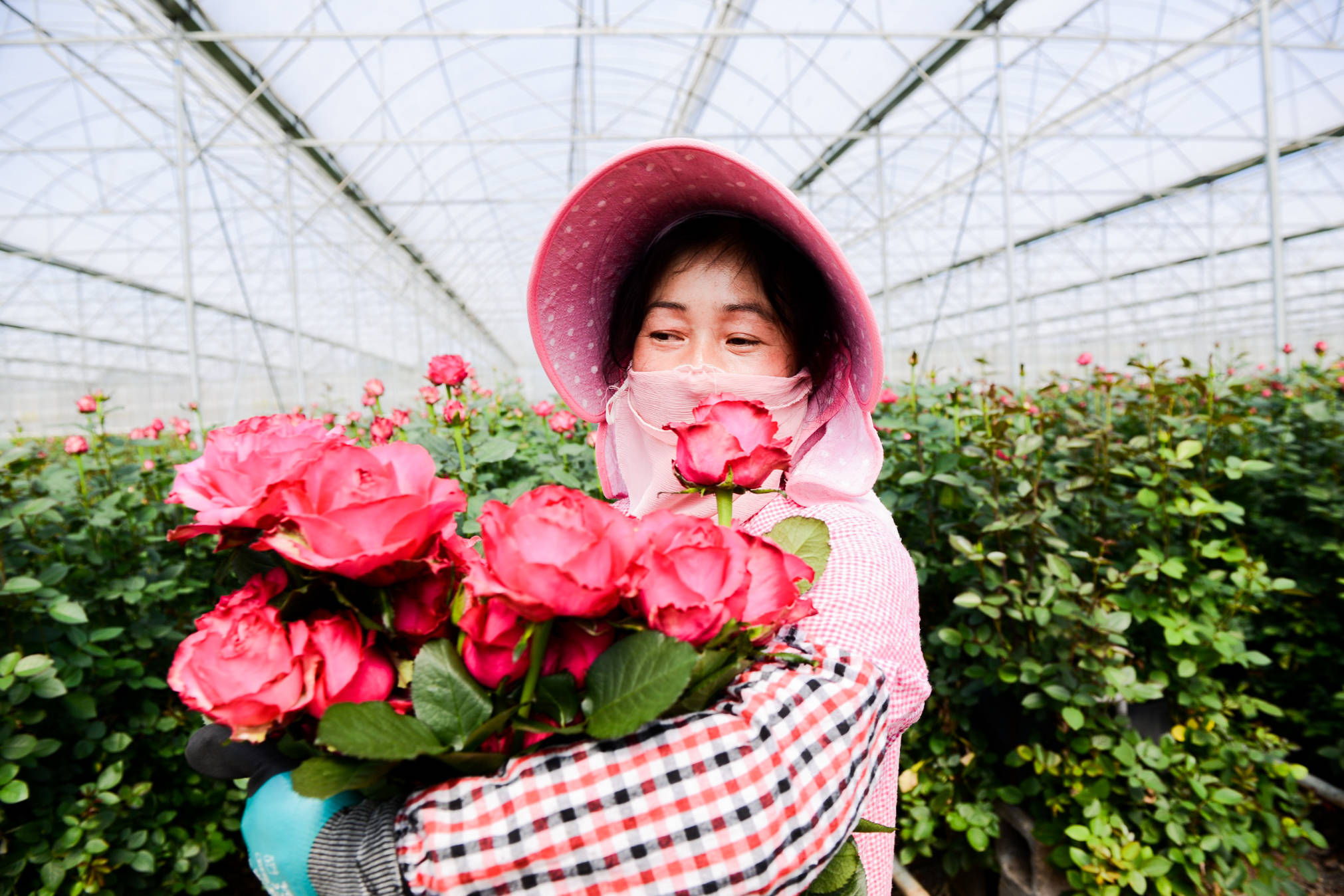 天猫超市的鲜花来自云南等地的优质鲜花基地