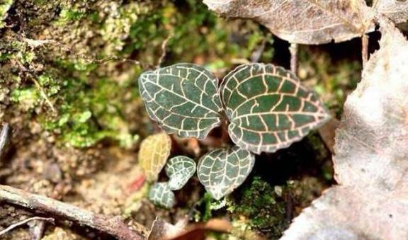 如何种植黄金草 75ac2bf12e4440599b1e8d03d1432923.jpeg