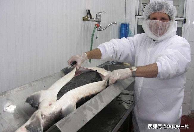 什么是黑鱼子酱 817217c7dcde4341b554cf6f17f61e6f.jpeg