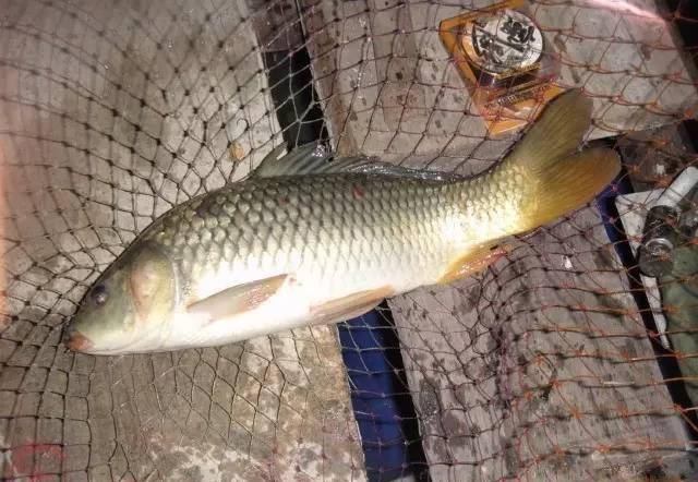 什么是滑口鱼 bac7fdbb3f864450a6cdefdf514417c7.jpeg