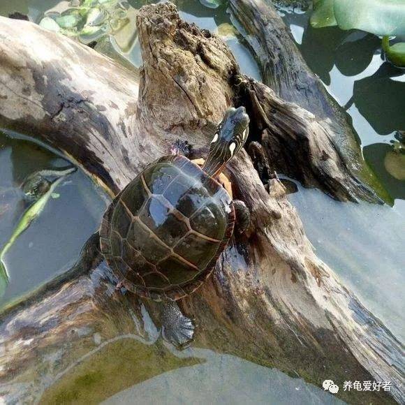 乌龟为什么不能有晒台 dec546c4643644ca96c8a1fb9e9526f7.jpeg