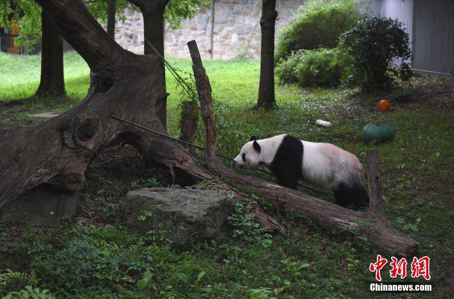 (记者 陈孟统)位于首都华盛顿的美国国家动物园21日宣布,旅美大熊猫"