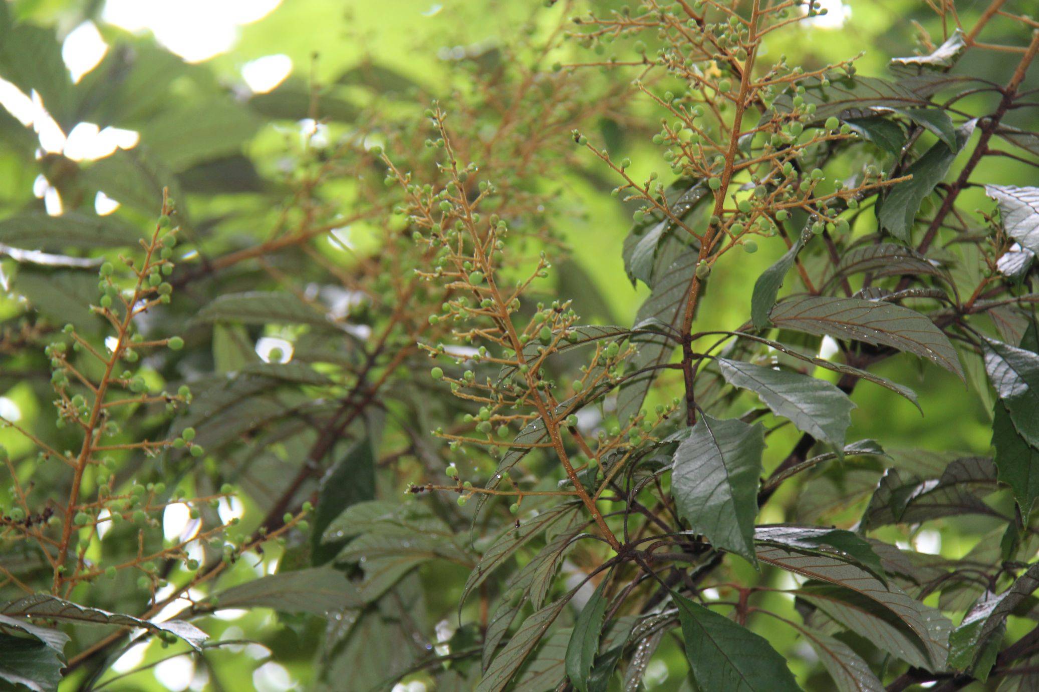 庆元植物1235-清风藤科-泡花树属-笔罗.子