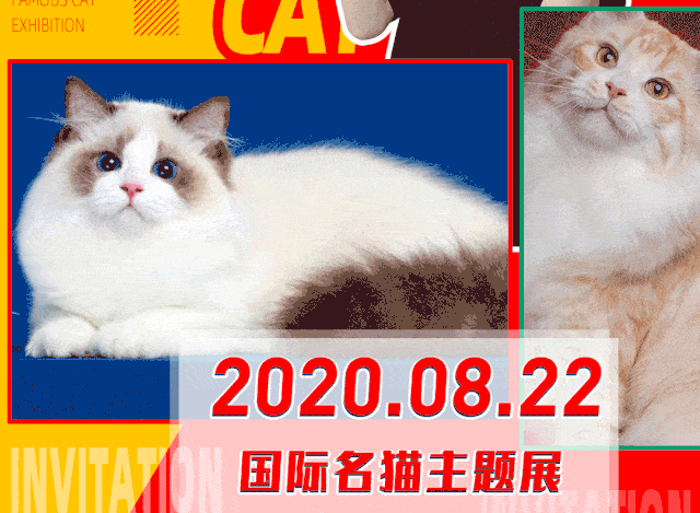 还是苏格兰折耳猫,美国加菲猫等…… 全都到齐了 让你亲密接触喵星的