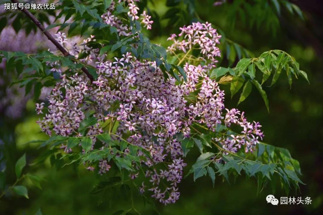 楝树苗价格苦楝树价值苦楝的种植前景