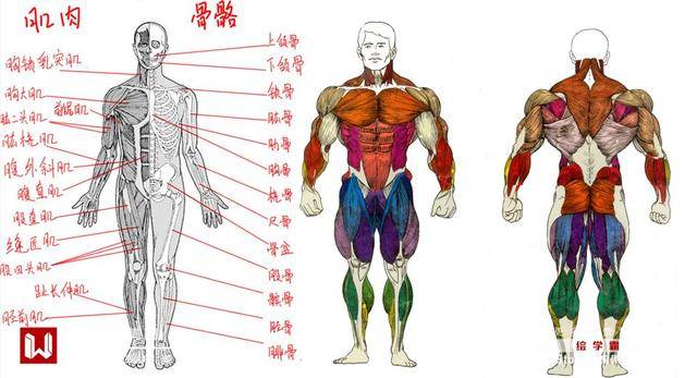 二.骨骼与肌肉结构