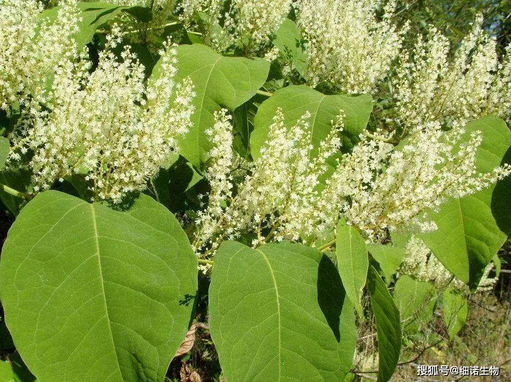 白藜芦醇,到底忽悠了多少爱美女性(上)