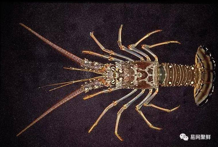 花龙spiny lobster,俗称小蜜蜂,也被称作刺龙虾,眼斑龙虾,加勒比刺