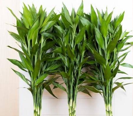 富贵竹几根最合适 08c577f68259457fafc5455027575b51.jpeg