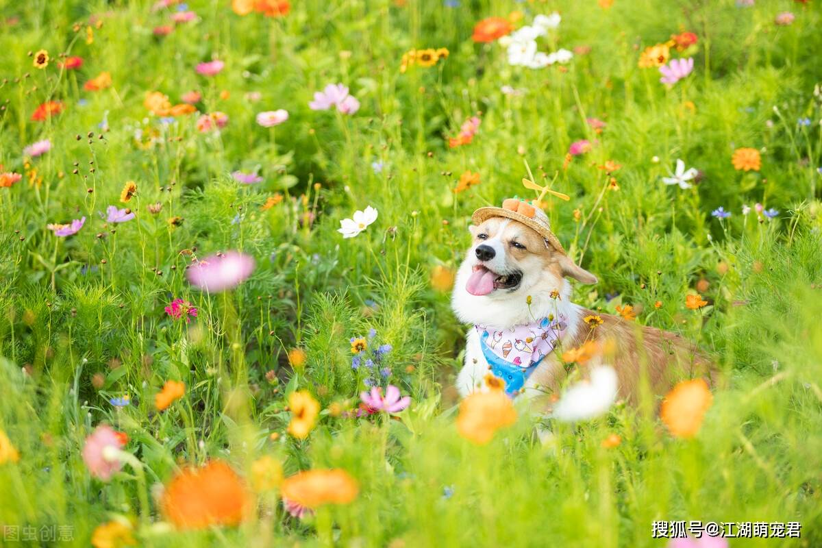 五个字的动物名字大全 1d3e58875c644ed3a86130e751ae3e19.jpeg